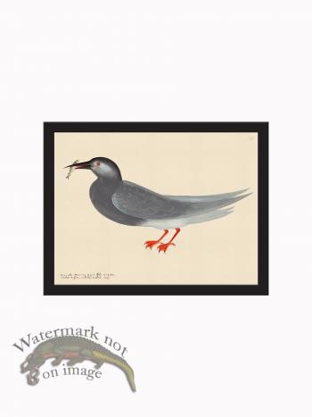 Rudbeck CFA_BF 143 BlackGull